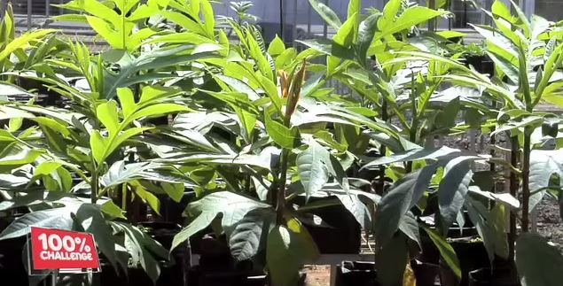 Un siècle de formation en agriculture au service du développement mauricien